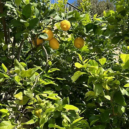 Appartement Nikita Casa Dei Limoni *
