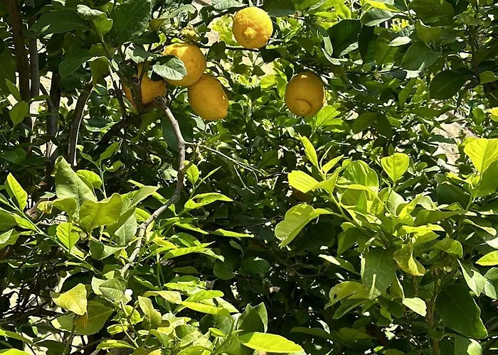 Appartamento Nikita Casa Dei Limoni *